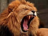 王者ライオン